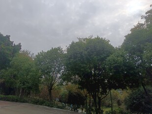 阴天的林间道路景色