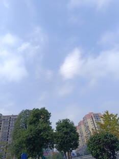 城市蓝天绿树旁的建筑群