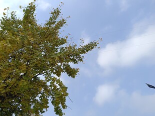 蓝天绿树间的飞鸟