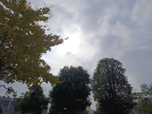 阳光下的树木与天空