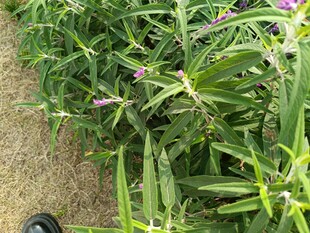 绿叶紫花植物特写