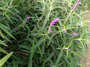 紫色野花绽放于绿叶间