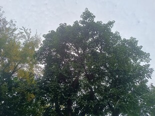 茂密树林中的高大树木