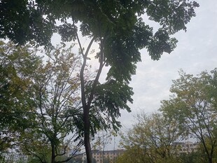 秋日树林中的树木景观