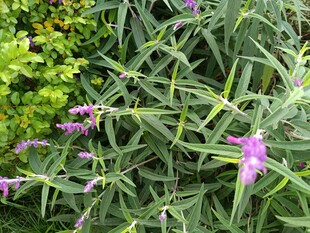 紫色花卉与绿叶植物景观