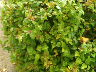 绿叶繁茂的灌木丛