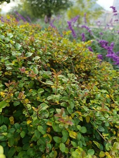 绿叶繁茂的多彩植物景观
