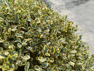 黄绿相间的繁茂植物