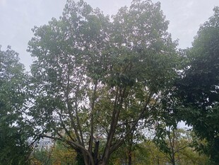 茂密树林中的高大树木