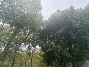 林间绿意盎然的树木景观