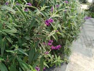 紫色花卉绿植景观