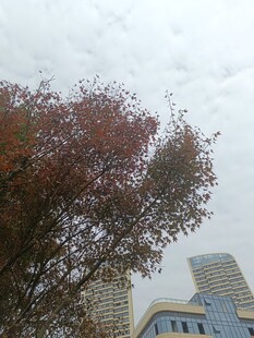 秋日树梢与楼宇景致