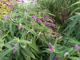 紫色花卉与绿叶的自然景致