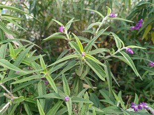 绿叶间的紫色小花