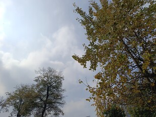 秋日树梢与天空景致