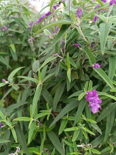 绿叶间的紫色小花