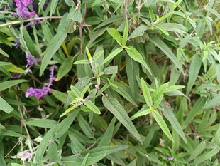 紫色小花与绿叶植物