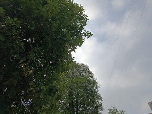 绿树映蓝天的清新景象