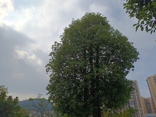 城市中茂盛的高大绿树