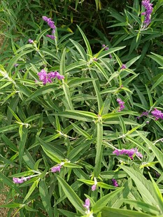 绿叶间绽放的紫色小花