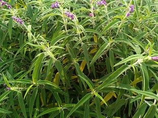 紫色小花点缀的绿色植物