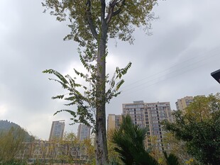 城市中挺拔的银杏树