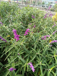 紫色穗状花草生机勃勃