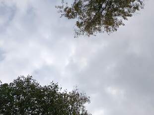 仰视天空中的树木与云朵