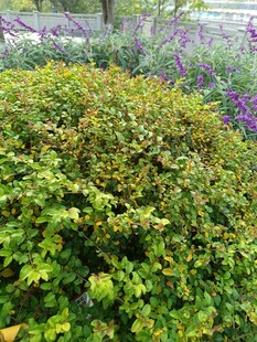 绿意盎然的繁茂灌木丛