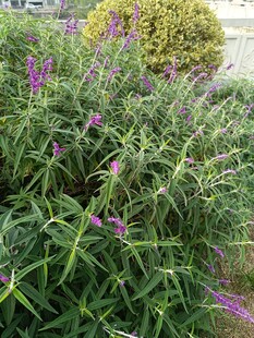 紫色花卉与绿叶植物景观