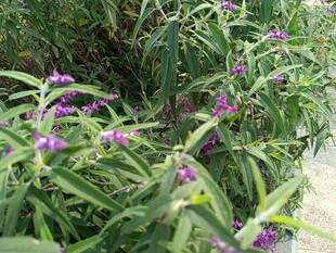 紫色花卉与绿叶的自然景致