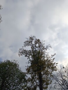 阴天中的树木景观