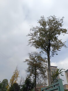 户外高大树木景观