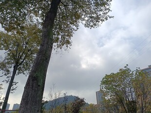 城市中的树木与天空景致