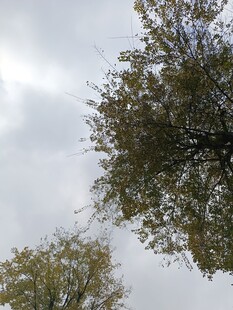 仰视树木与天空景象