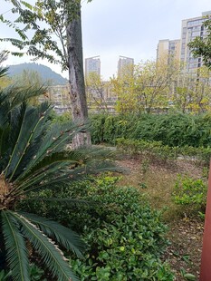 城市中的绿植景观