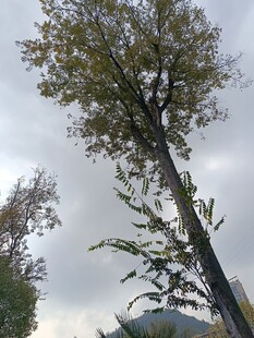 高耸大树于阴天景致中