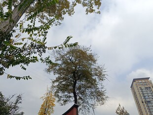 秋日树梢与楼景