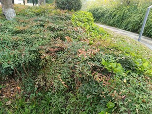 路边繁茂绿植景观