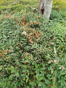 树下繁茂绿植景象