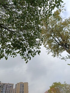 仰视绿树与城市建筑