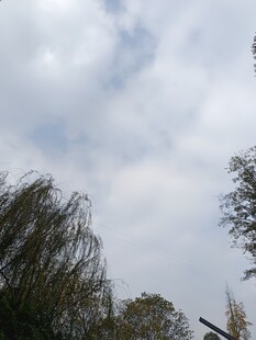 蓝天白云下的树木景致