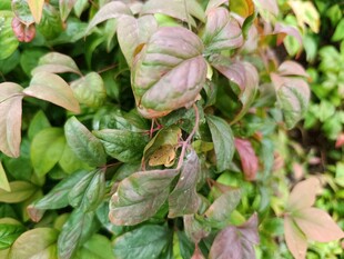 多彩叶片植物特写