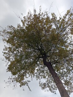 仰视视角下的繁茂绿树