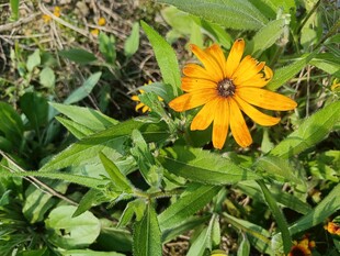 黄色花朵绽放于绿叶间