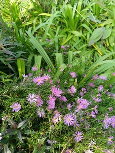 草丛中的紫色小花绽放