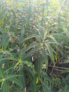 田间繁茂的绿色植物