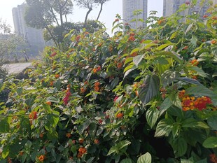 绿叶间的橙红果实