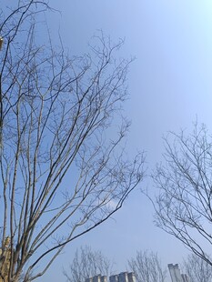 冬日光秃树枝与蓝天景象