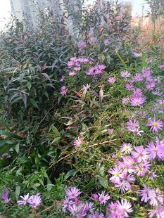 紫色野花绽放于草丛间